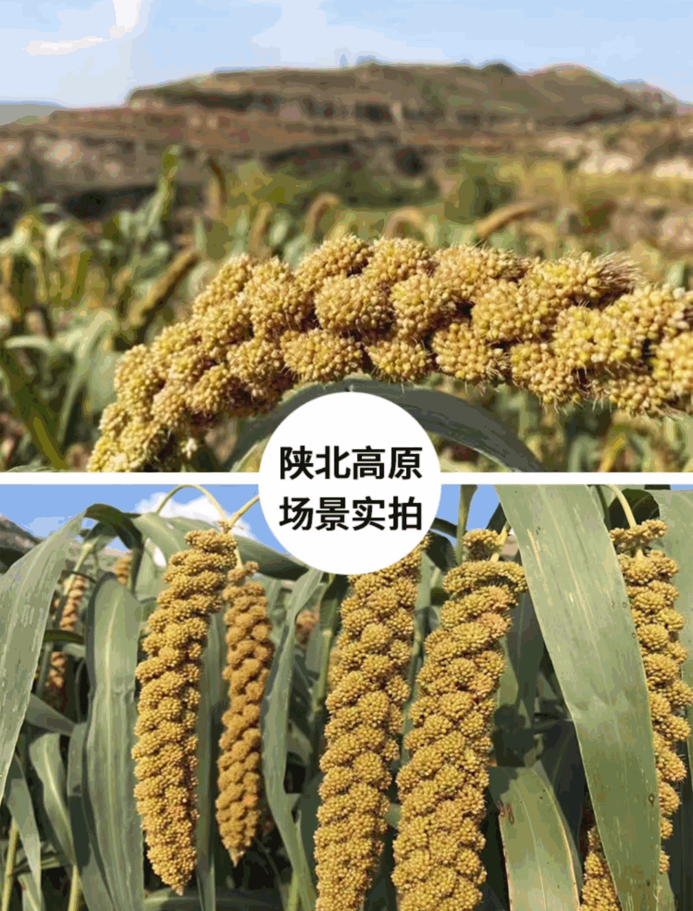 陜北婆姨小香米種植地